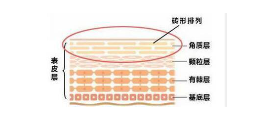什么皮肤适合去角质 伊的家 什么皮肤适合去角质 伊的家