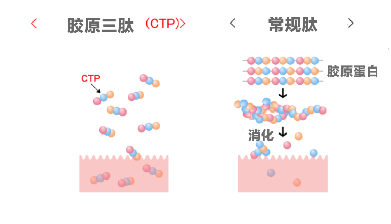 胶原三肽和常规肽吸收对比图