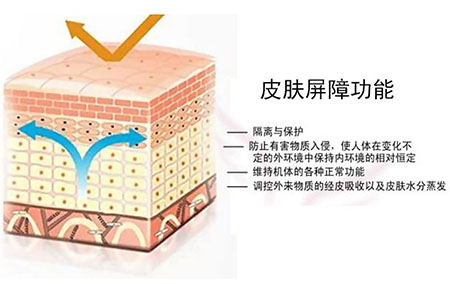 皮膚屏障是由皮脂膜,角質層和脂質組成的皮膚天然屏障.