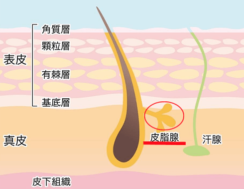 皮脂腺、皮脂膜和粉刺痘痘的关系