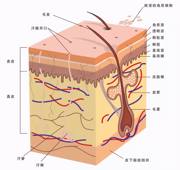 护肤知识：深度了解皮脂膜插图(1)