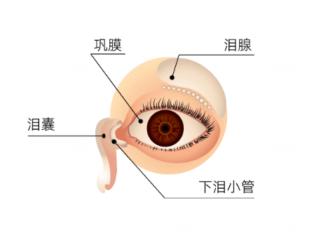 眼周肌肤不同眼型的护理要点插图