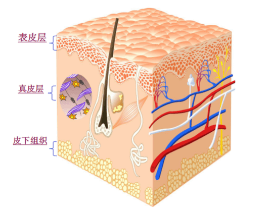 皮肤的主要结构，主要分为三大层插图