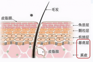 基底层包含什么细胞，作用有哪些？