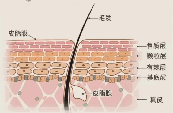 衰老小知识：关于基底膜插图(1)