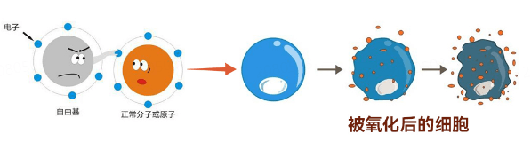 什么是氧化?氧化对皮肤的N种伤害插图(1)