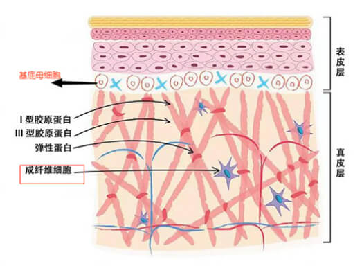 为什么干老肌要重视细胞级抗衰?插图