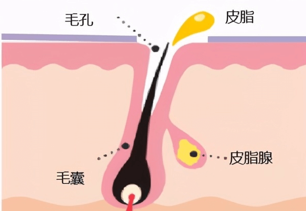 如何保持肌肤水油平衡插图 如何保持肌肤水油平衡插图