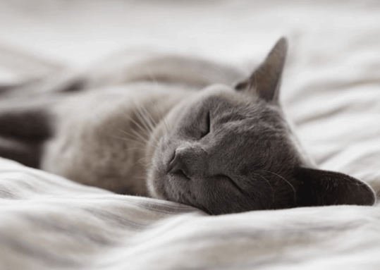 失眠最快入睡的方法有哪些