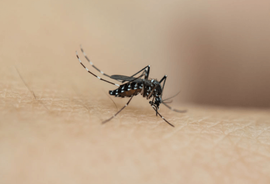 为什么体温高的人容易招蚊子