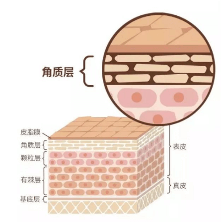 角质层对皮肤有哪些保护作用？