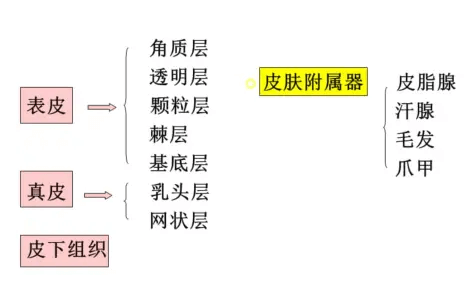 表皮分为角质层和什么层 表皮分为角质层和什么层