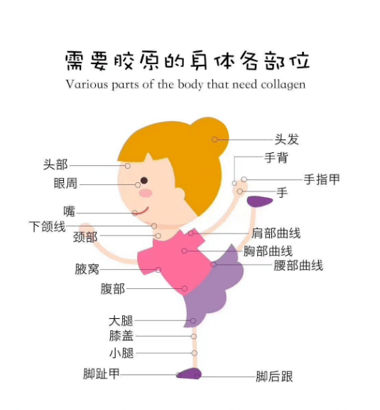 你知道胶原蛋白和皮肤之间的关系吗？插图