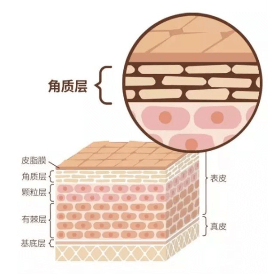 如何修复角质层，提高皮肤免疫力