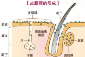 有哪些成分可以抑制油脂过度分泌?