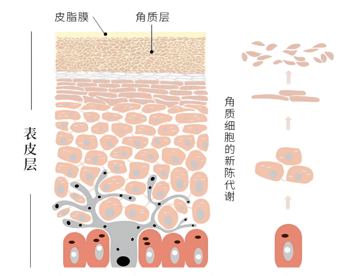 春季皮肤过敏、暗沉的科学应对