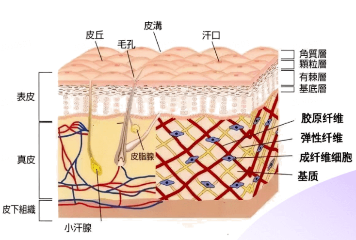 皮肤屏障的“隐形杀手”：如何避免屏障受损?