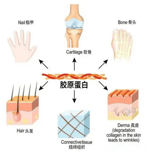 胶原蛋白的重要作用：提升内外健康的关键插图