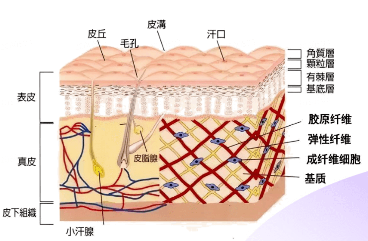 从“砖墙结构”到“微生态平衡”，揭开皮肤屏障的奥秘
