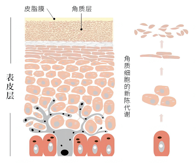 皮肤不吸收护肤品?教你提升吸收效率的秘诀