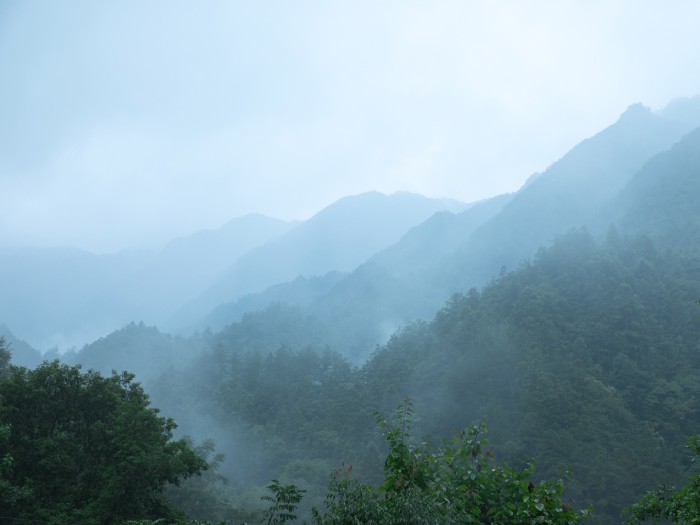一株石斛的三年远征，与一场看得见的品质探寻插图
