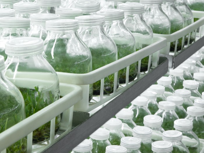 一株石斛的三年远征，与一场看得见的品质探寻插图(1)