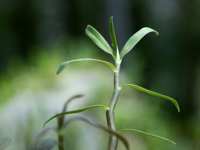 溯源美丽中国行安徽站：伊的家如何成就高品质产品插图(1)