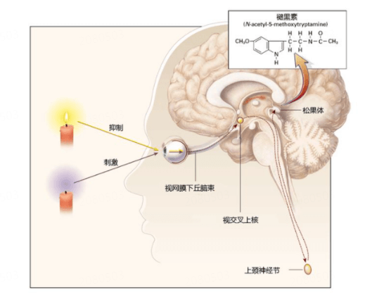 褪黑素的双重角色：睡眠调节剂与广谱抗氧化剂