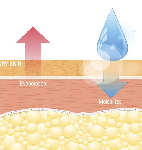 体内水分与皮肤健康的深层联系插图 体内水分与皮肤健康的深层联系插图