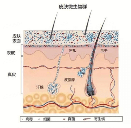 维护皮肤微生态平衡,从“杀菌”转向“养菌” 维护皮肤微生态平衡,从“杀菌”转向“养菌”