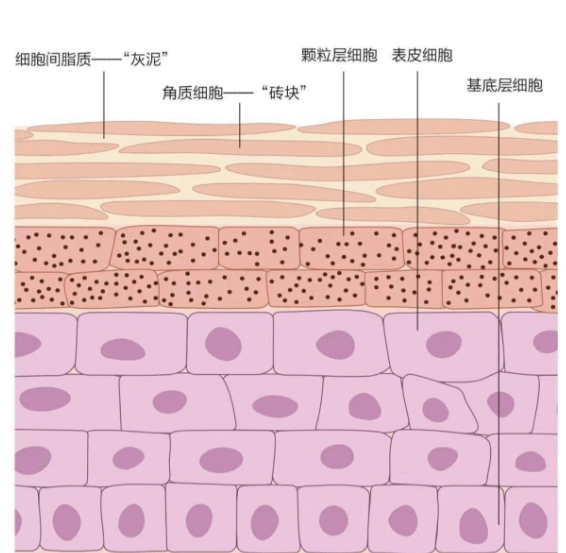 皮肤屏障:一道精密的“智能”防线 皮肤屏障:一道精密的“智能”防线