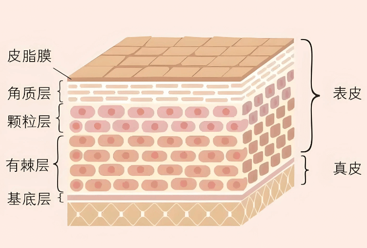 皮脂脂质过氧化，油性肌肤暗沉与炎症的隐形推手