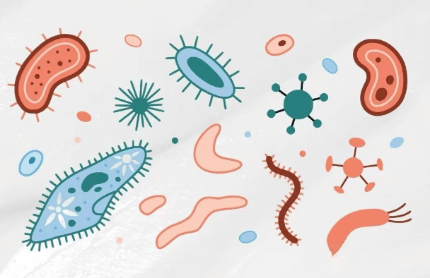 皮肤菌群-免疫对话：从对抗到合作插图