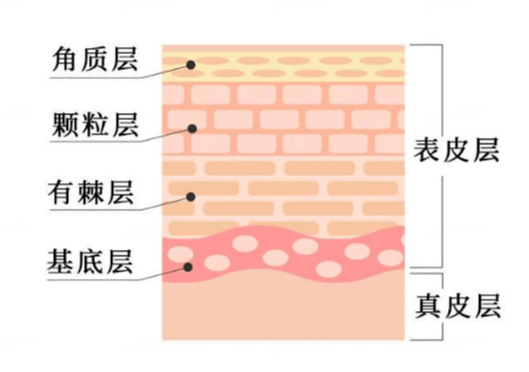 皮肤屏障：你的天然“护城墙”