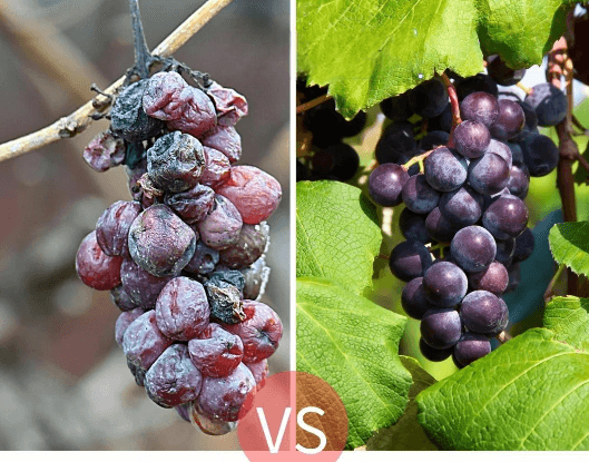 给皮肤放个假:“肌断食”是科学还是玄学? 给皮肤放个假:“肌断食”是科学还是玄学?