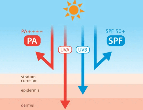 防晒=防老防黑!关于UVA/UVB、PA/SPF一篇看懂 防晒=防老防黑!关于UVA/UVB、PA/SPF一篇看懂