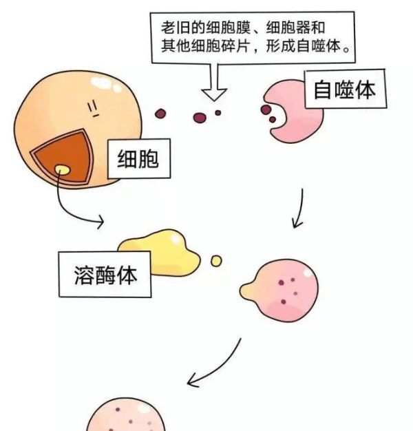 细胞自噬对皮肤抗衰的意义