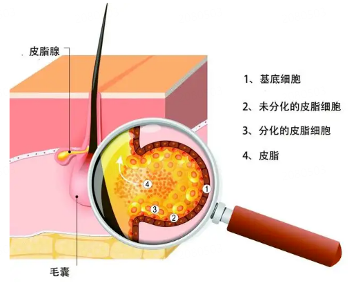 中性肌vs混合肌，一分钟分清你的肤质插图