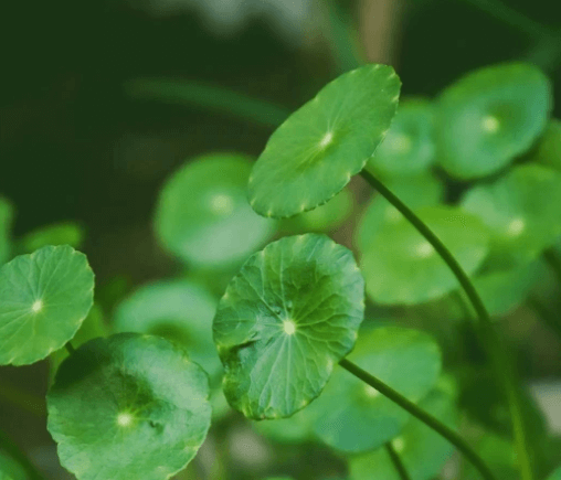 积雪草：敏感肌的“修护救星”，作用与功效全解析插图