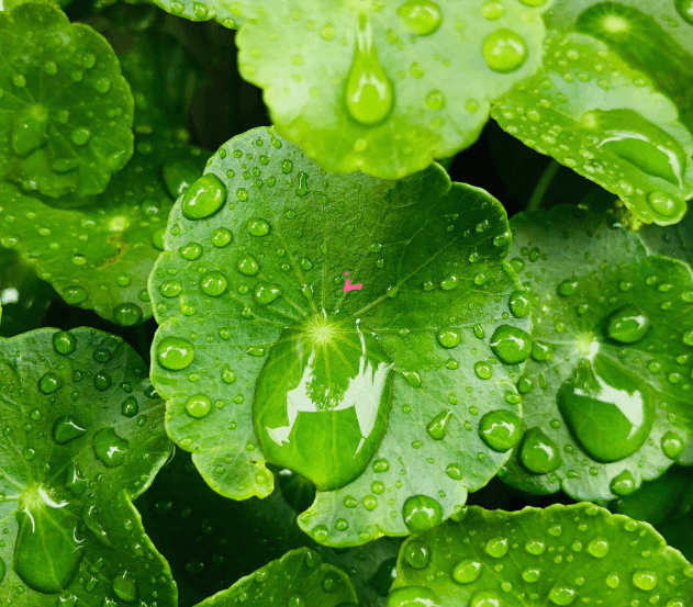 解锁积雪草精华液4大核心功效+正确用法 解锁积雪草精华液4大核心功效+正确用法